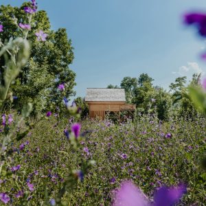Cabane en bois entourée de fleurs violettes en Provence-Alpes-Côte dAzur.