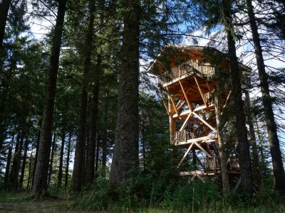 Cabane perchée en bois au cœur de la forêt dAuvergne, entourée darbres majestueux.