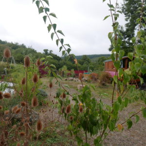 Hébergement insolite en roulotte, entouré de verdure et de fleurs sauvages.