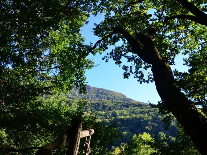Cabane en bois entourée darbres verdoyants et vue sur une montagne.