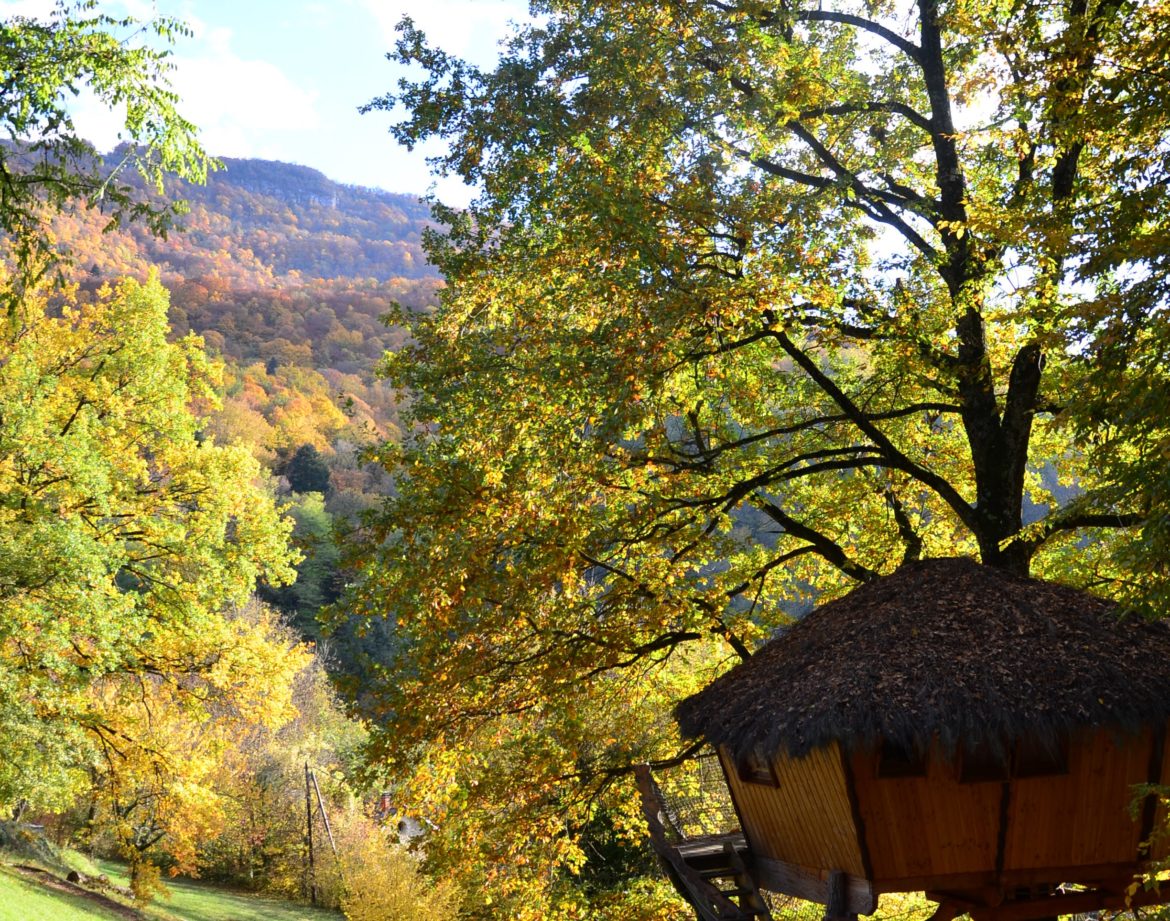 Cabane perchée dans un arbre, entourée de feuillage automnal vibrant en Auvergne.