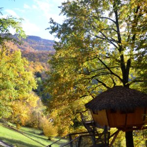 Cabane perchée dans un arbre, entourée de feuillage automnal vibrant en Auvergne.