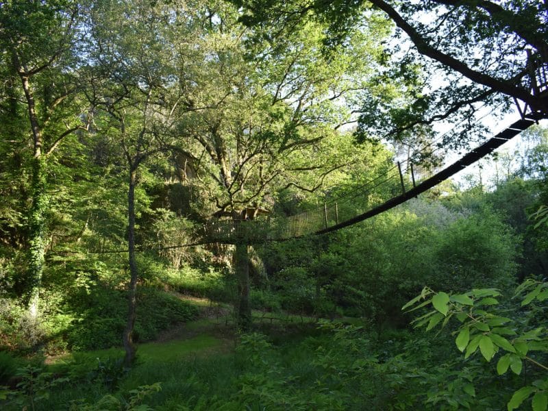 Cabane dans les arbres, nichée au cœur dune forêt verdoyante et ensoleillée.