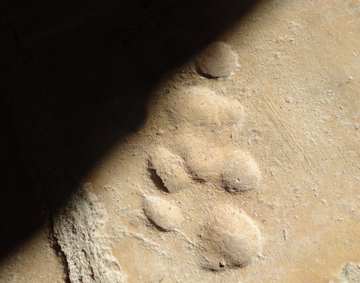 Hébergement insolite en Grand-Est : empreintes de pas sur un sol en terre battue.