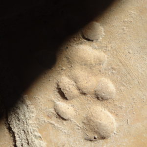 Hébergement insolite en Grand-Est : empreintes de pas sur un sol en terre battue.
