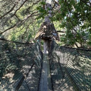 Cabane perchée en Bourgogne, accessible par un pont suspendu verdoyant.
