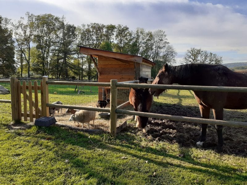 Gîte rural avec chevaux et moutons, entouré dune clôture en bois et verdure.