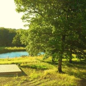 Hébergement insolite en pleine nature, avec un espace en bois près dun étang paisible.
