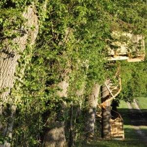 Cabane perchée dans les arbres, entourée de verdure luxuriante et dun chemin sinueux.