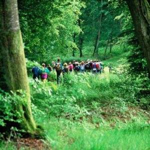Groupe de randonneurs dans une forêt verdoyante de Basse-Normandie, hébergement insolite.