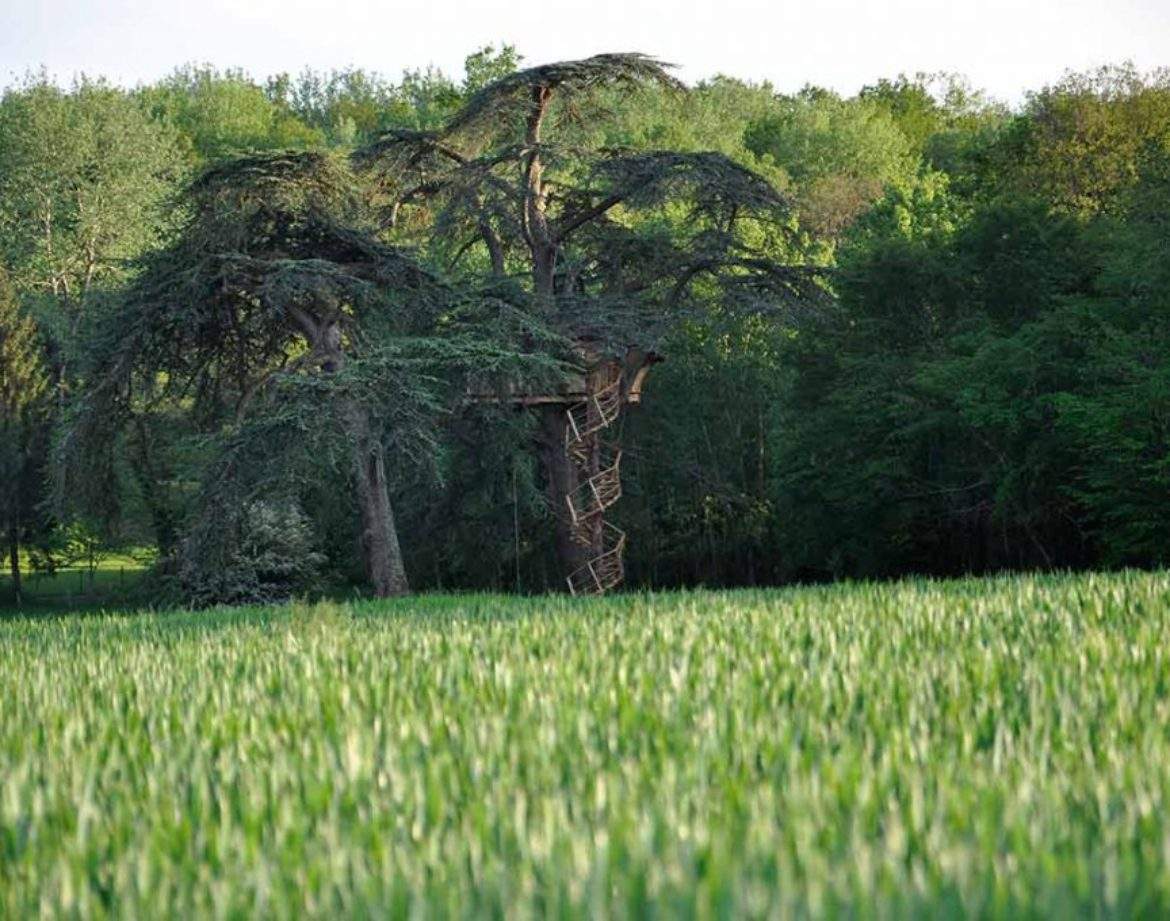 Cabane dans les arbres au cœur de la nature, entourée de champs verdoyants.