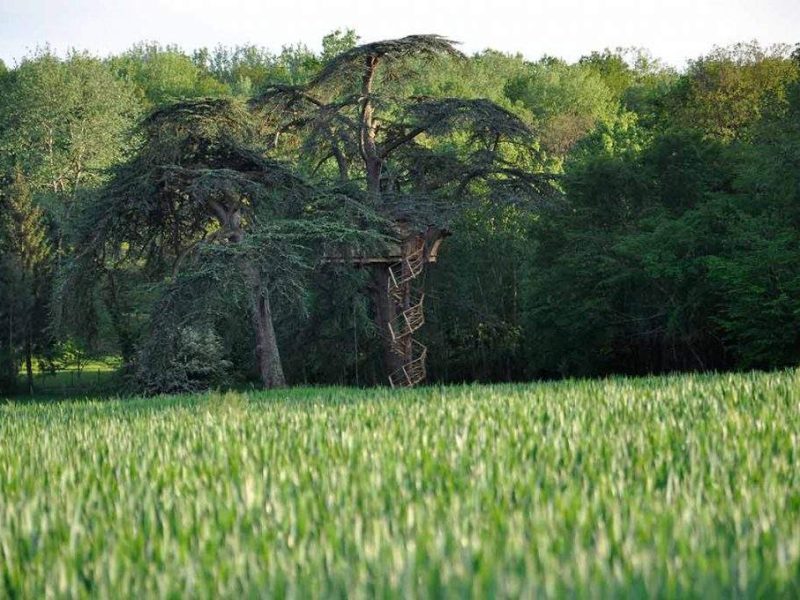 Cabane dans les arbres au cœur de la nature, entourée de champs verdoyants.
