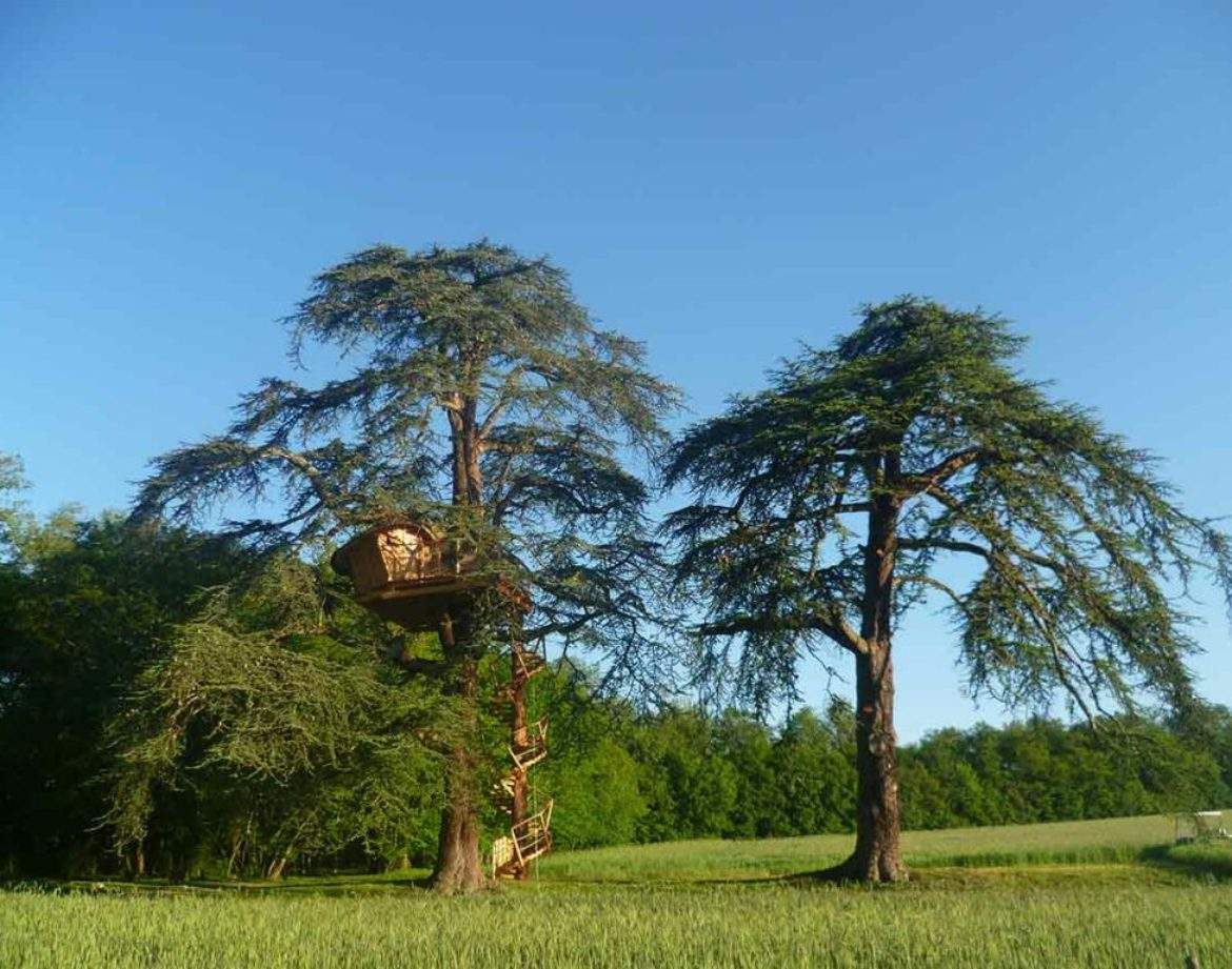 Cabane dans les arbres, perchée entre deux grands cèdres sous un ciel bleu.
