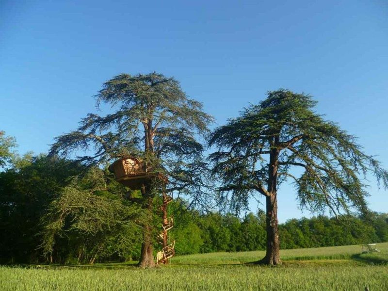 Cabane dans les arbres, perchée entre deux grands cèdres sous un ciel bleu.