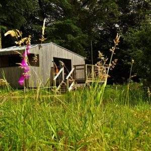 Cabane en bois au milieu de la nature, entourée de fleurs sauvages en Basse-Normandie.