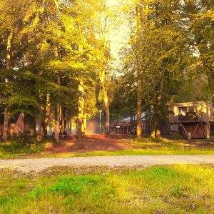 Hébergement insolite en cabanes dans les arbres, entouré de verdure dorée.