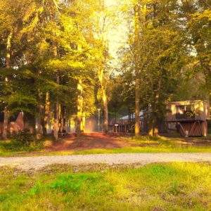 Hébergement insolite en cabanes dans les arbres, entouré de verdure dorée.