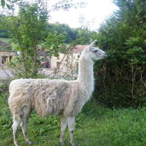 Hébergement insolite en Champagne-Ardenne avec un lama dans un cadre verdoyant.
