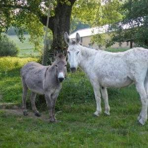 Hébergement insolite en Champagne-Ardenne, avec ânes dans un cadre verdoyant.