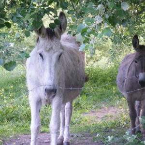 Hébergement insolite à Champagne-Ardennes : cabane avec ânes sous un arbre verdoyant.