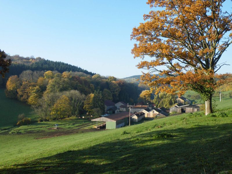 Gîte rural entouré de verdure, avec des arbres aux feuilles dorées en automne.