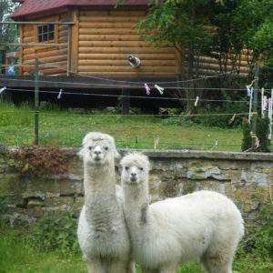 Cabane en bois à Champagne-Ardennes, avec deux alpagas curieux au premier plan.