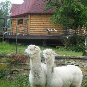 Cabane en bois à Champagne-Ardennes, avec des alpagas en premier plan.