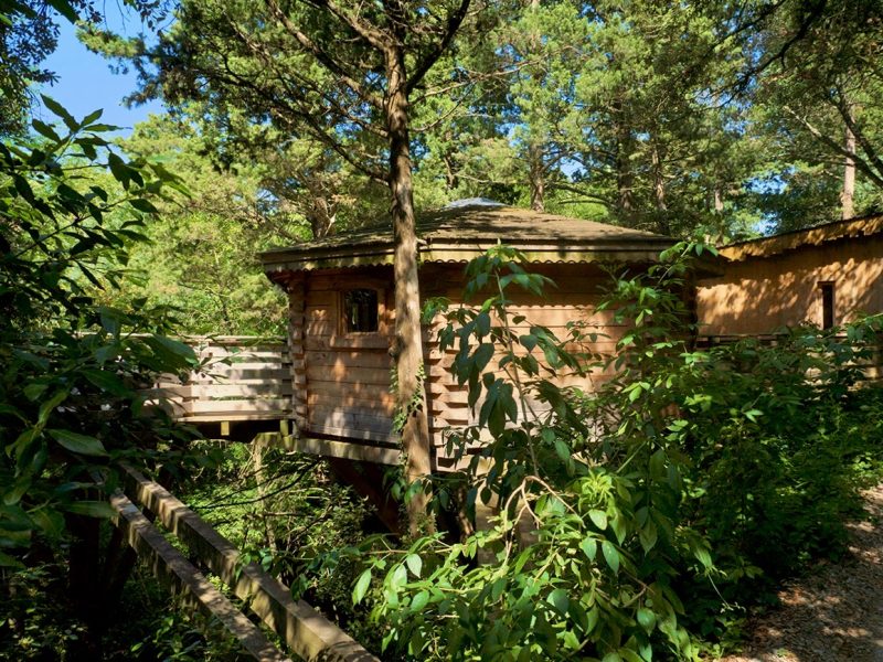 Cabane dans les arbres, entourée de verdure luxuriante et de lumière naturelle.