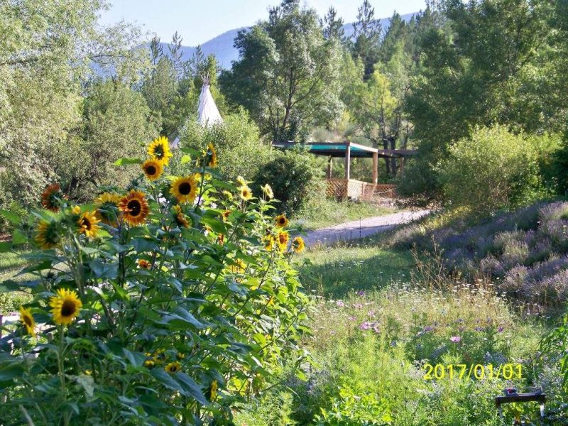 Charmant écolodge entouré de tournesols et de verdure, avec un chemin sinueux.