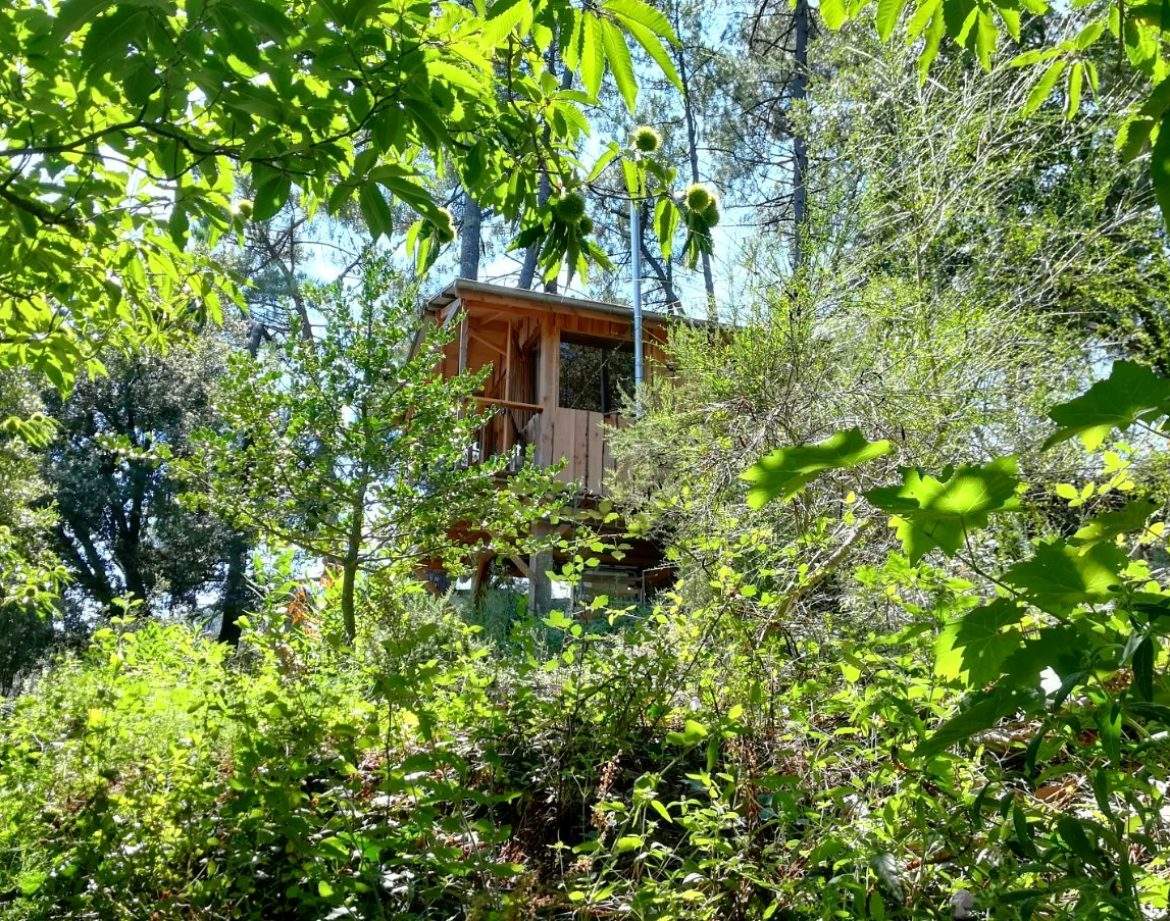 Cabane perchée au milieu de la verdure luxuriante du Languedoc-Roussillon.