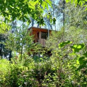 Cabane perchée au milieu de la verdure luxuriante du Languedoc-Roussillon.