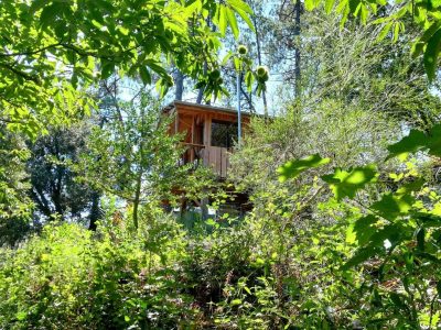 Cabane perchée au milieu de la verdure luxuriante du Languedoc-Roussillon.
