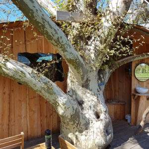 Cabane dans un arbre en Basse-Normandie, avec un tronc majestueux et un décor en bois.