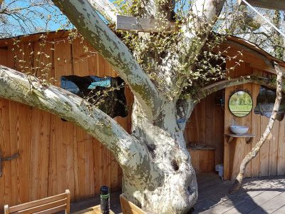 Cabane dans un arbre en Basse-Normandie, avec un tronc majestueux et un décor en bois.