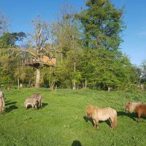 Cabane dans les arbres en Basse-Normandie, entourée de poneys dans un cadre verdoyant.