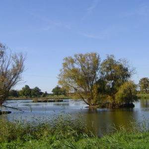 Hébergement insolite en Champagne-Ardenne, au bord dun étang paisible entouré darbres.