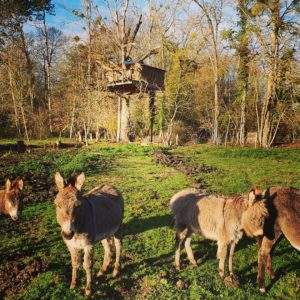 Cabane perchée en Basse-Normandie, entourée de ânes dans un cadre verdoyant.