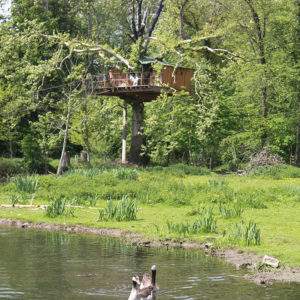 Cabane dans les arbres en Basse-Normandie, entourée de verdure et dun étang paisible.