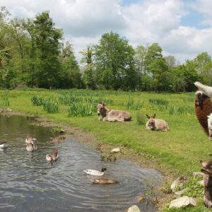 Hébergement insolite en cabane perchée, entouré danimaux au bord dun étang.