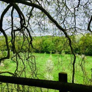 Hébergement insolite en pleine nature, entouré de verdure et de branches majestueuses.