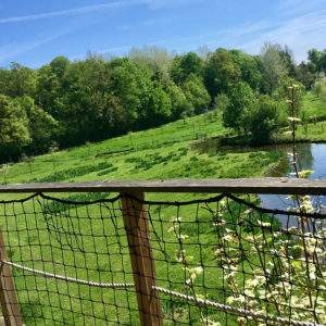 Cabane perchée en Basse-Normandie, vue sur la verdure et un ruisseau paisible.