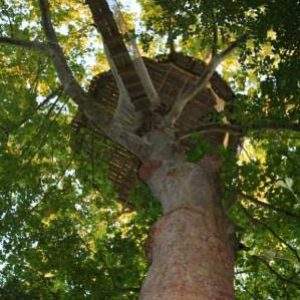 Cabane perchée dans un arbre, entourée de feuillage verdoyant en Basse-Normandie.