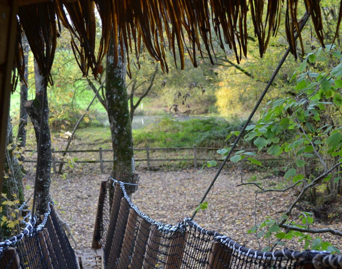 Cabane dans les arbres, vue sur la nature verdoyante et paisible.