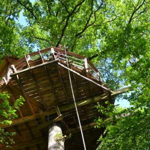 Cabane perchée dans les arbres, entourée de feuillage verdoyant et lumineux.