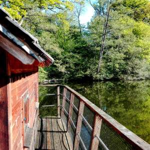 Cabane sur pilotis au bord dun étang, entourée de verdure luxuriante.