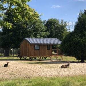 Cabane en bois sur pilotis, entourée de verdure et de cerfs paisibles.