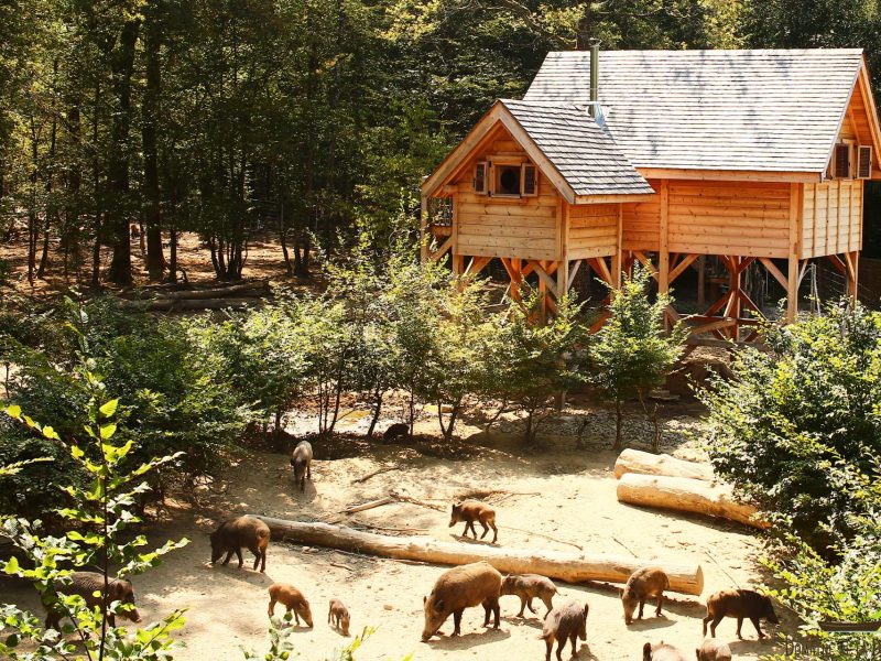 Cabane perchée en bois au cœur de la nature, entourée de sangliers.