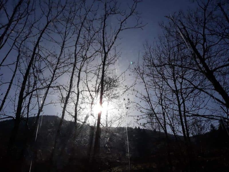 Cabane en bois entourée darbres, avec le soleil filtrant à travers les branches.