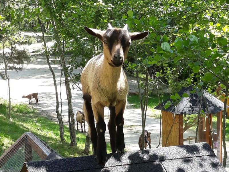 Chalet en bois avec une chèvre sur le toit, entouré darbres verdoyants.