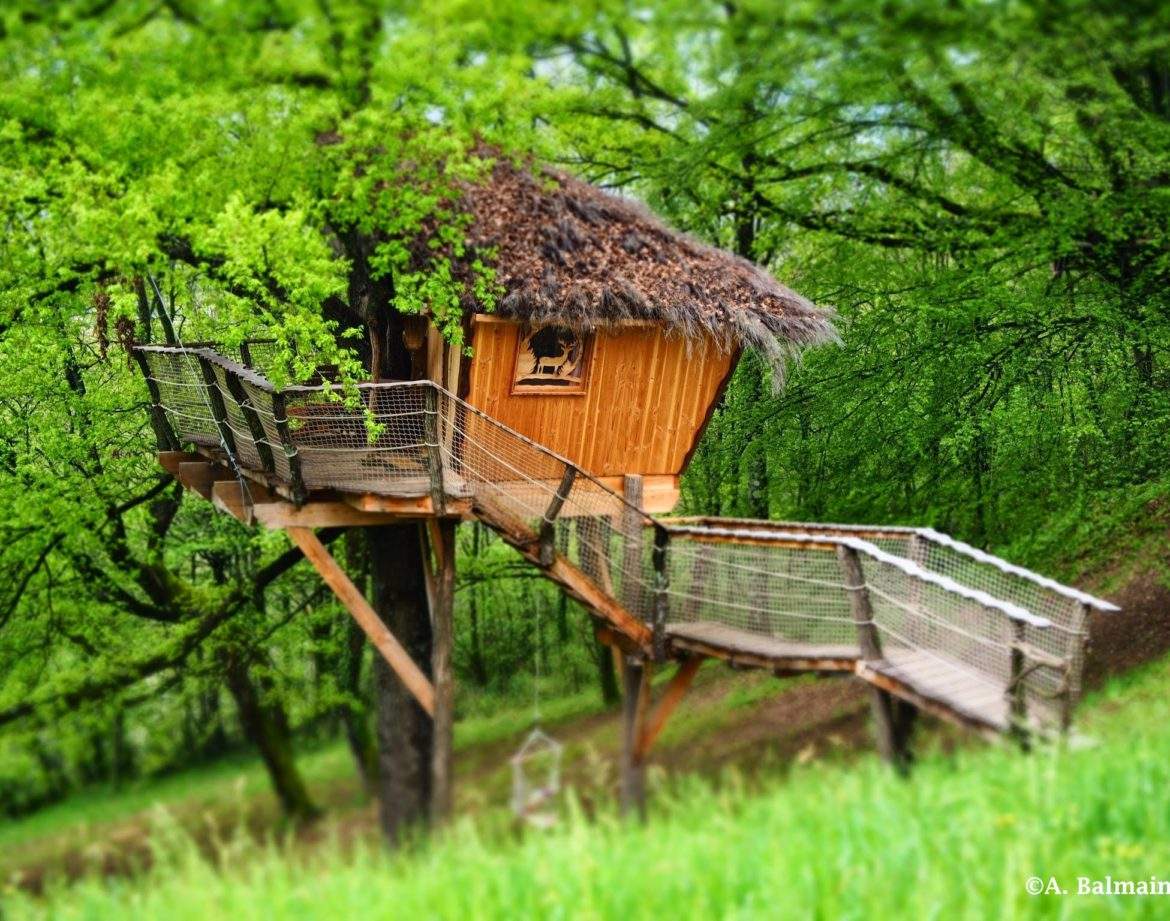 Cabane perchée en bois dans les arbres, entourée de verdure luxuriante.